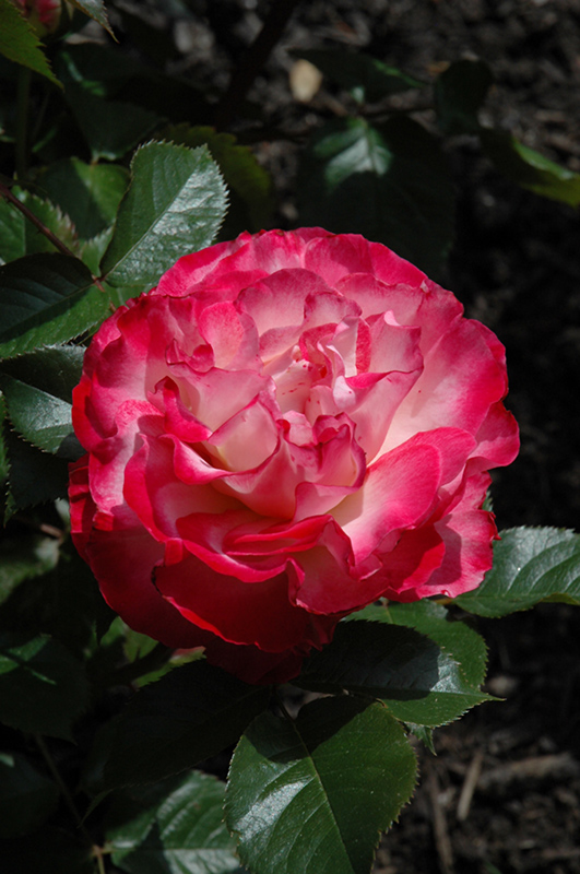 Love At First Sight Rose (Rosa 'WEKmedatasy') at Roger's Gardens