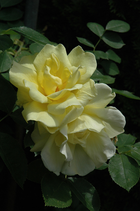 Carefree Sunshine Rose (Rosa 'Carefree Sunshine') at Roger's Gardens