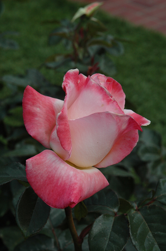 Gemini Rose (Rosa 'Gemini') at Roger's Gardens