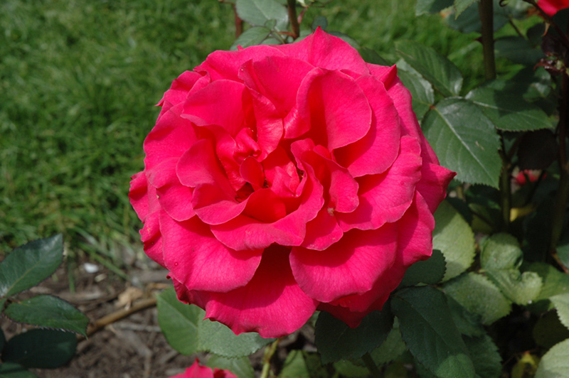 Fame! Rose (Rosa 'Fame!') at Roger's Gardens