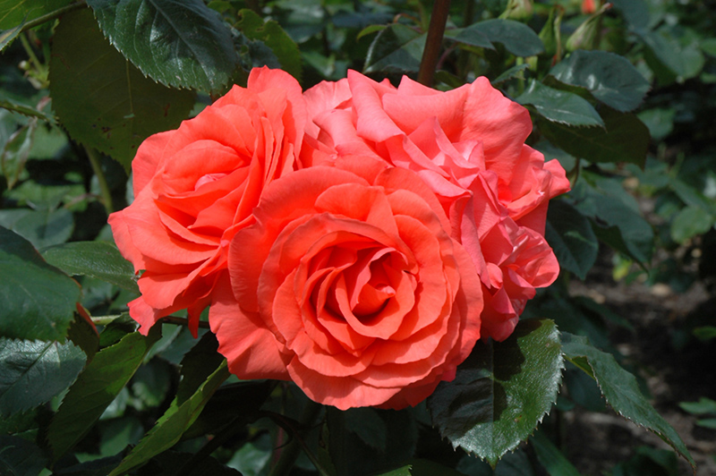 Marmalade Skies Rose (Rosa 'Marmalade Skies') at Roger's Gardens