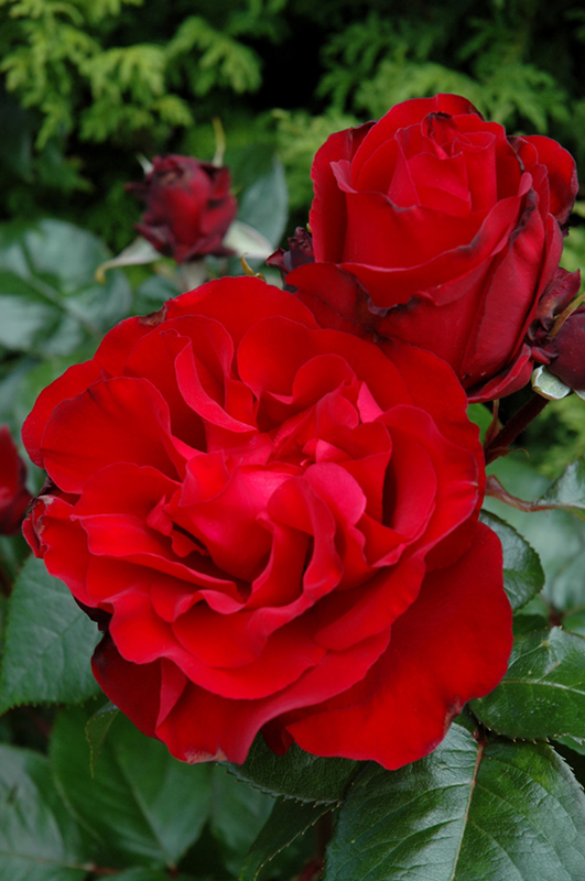 Black Cherry Rose (Rosa 'JACreflo') at Roger's Gardens