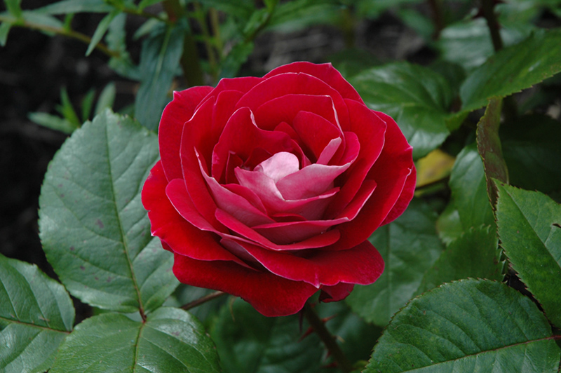 Take It Easy Rose (Rosa 'WEKyoopedko') at Roger's Gardens