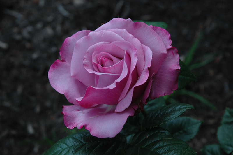 Neptune Rose (Rosa 'WEKhilpurnil') at Roger's Gardens