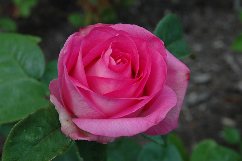 Beverly Eleganza Rose (Rosa 'KORpauvio') at Roger's Gardens
