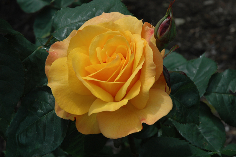 Good As Gold Rose (Rosa 'WEKgobafa') at Roger's Gardens