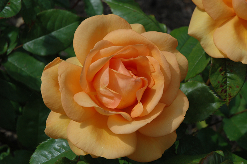 South Africa Sunbelt Rose (Rosa 'KORberbeni') at Roger's Gardens