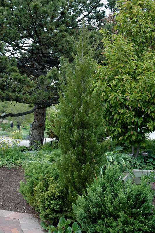 Spearmint Juniper (Juniperus chinensis 'Spearmint') at Roger's Gardens