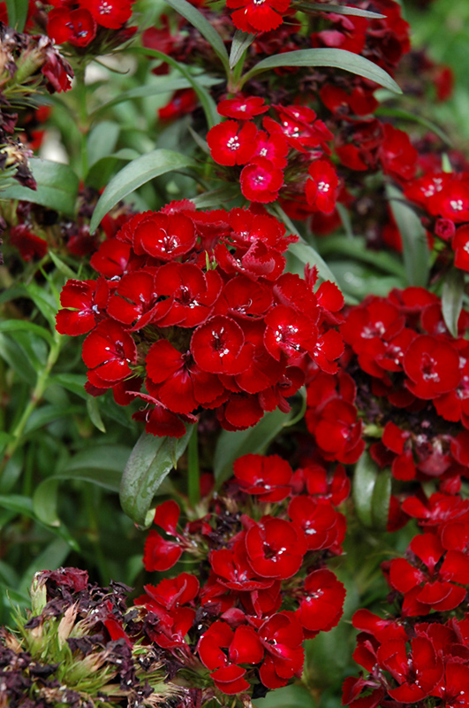 Dash Crimson Sweet William (Dianthus barbatus 'Dash Crimson') at Roger's Gardens