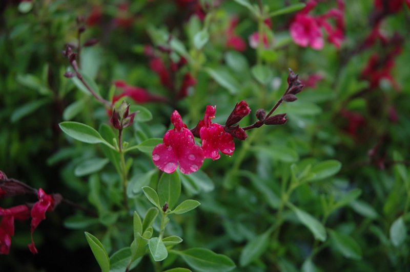 Furman's Red Texas Sage (Salvia greggii 'Furman's Red') at Roger's Gardens