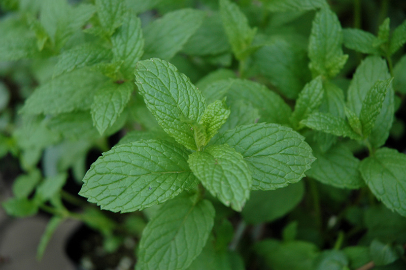 The Best Spearmint (Mentha spicata 'The Best') at Roger's Gardens