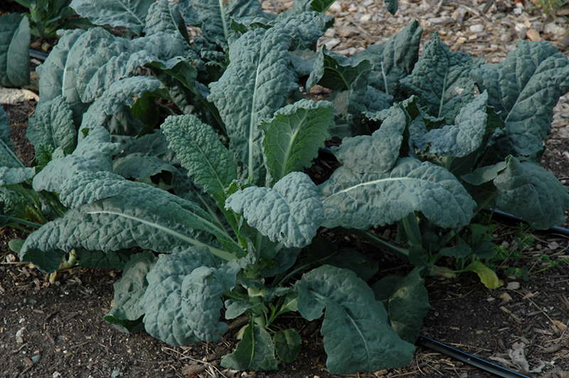 Toscano Kale (Brassica oleracea var. sabellica 'Toscano') at Roger's Gardens