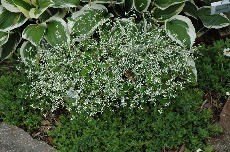 Diamond Frost Euphorbia (Euphorbia 'INNEUPHDIA') at Roger's Gardens