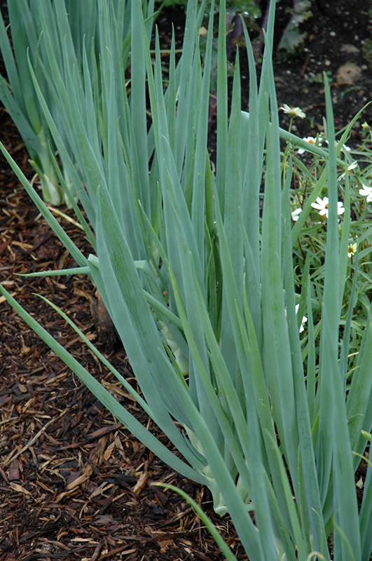 Spring Onion (Allium fistulosum) at Roger's Gardens
