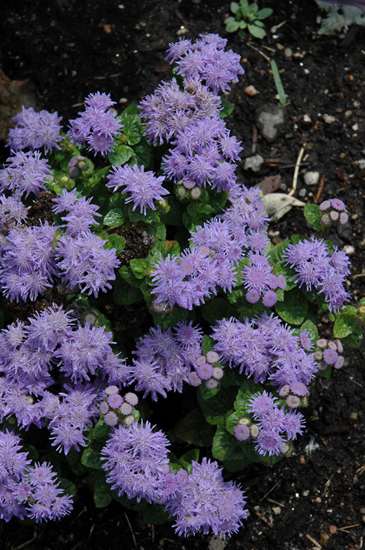 Blue Danube Flossflower (Ageratum 'Blue Danube') at Roger's Gardens