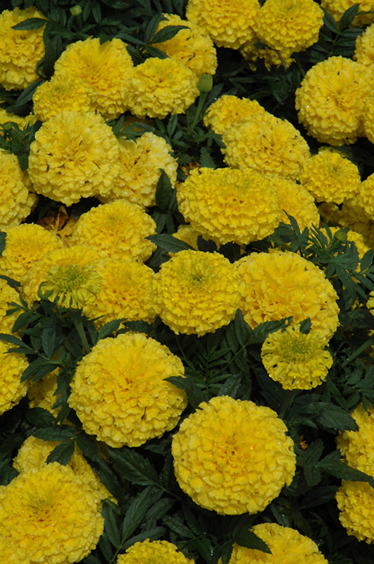 Taishan Yellow Marigold (Tagetes erecta 'Taishan Yellow') at Roger's Gardens