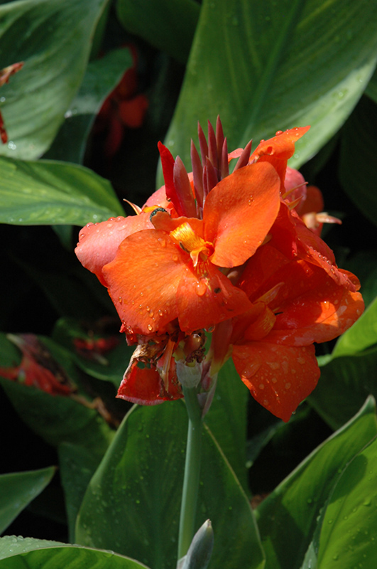 Cannova Red Canna (Canna 'Cannova Red') at Roger's Gardens