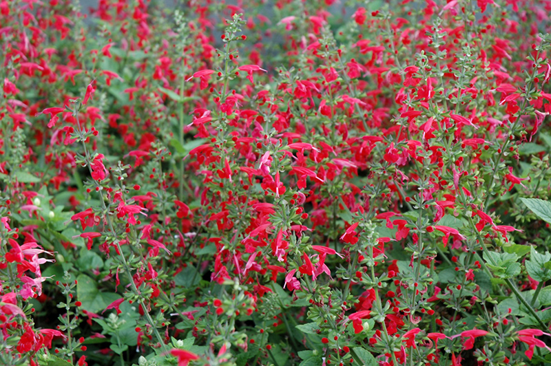 Summer Jewel Red Sage (Salvia 'Summer Jewel Red') at Roger's Gardens