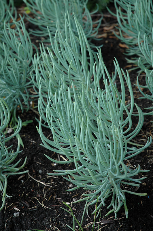 Narrow-Leaf  Blue Chalksticks (Senecio vitalis) at Roger's Gardens