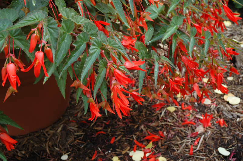 Santa Cruz Begonia (Begonia boliviensis 'Santa Cruz') at Roger's Gardens