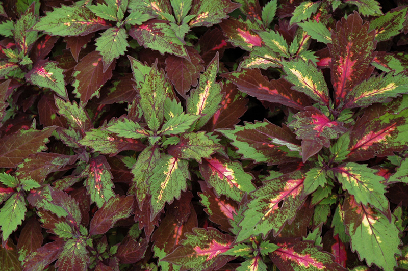 Marquee Special Effects Coleus (Solenostemon scutellarioides 'Special Effects') at Roger's Gardens