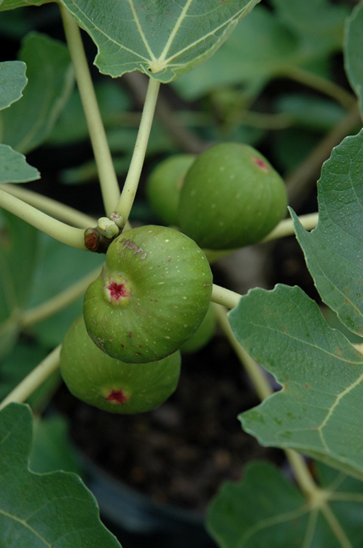 Common Fig (Ficus carica) at Roger's Gardens