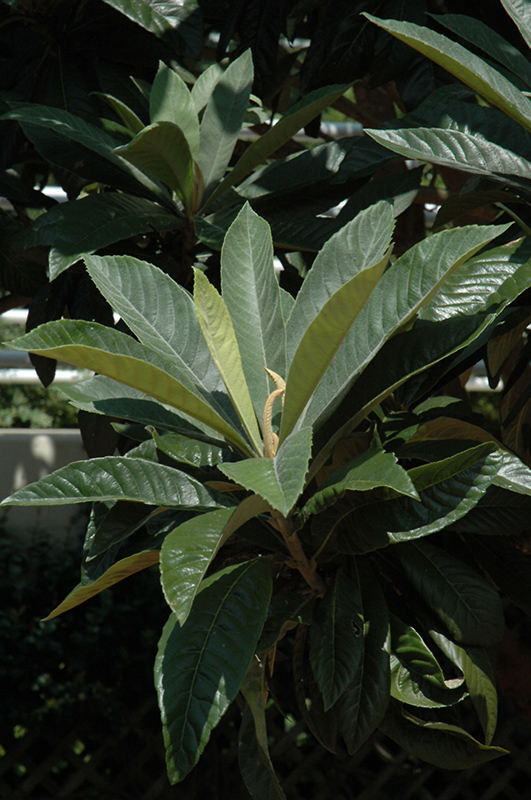 Loquat (Eriobotrya japonica) at Roger's Gardens