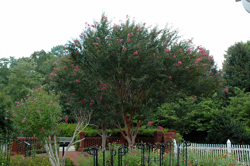 Watermelon Red Crapemyrtle (Lagerstroemia indica 'Watermelon Red') at Roger's Gardens