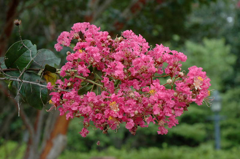 Watermelon Red Crapemyrtle (Lagerstroemia indica 'Watermelon Red') in ...