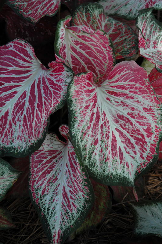 Blushing Bride Caladium (Caladium 'Blushing Bride') at Roger's Gardens