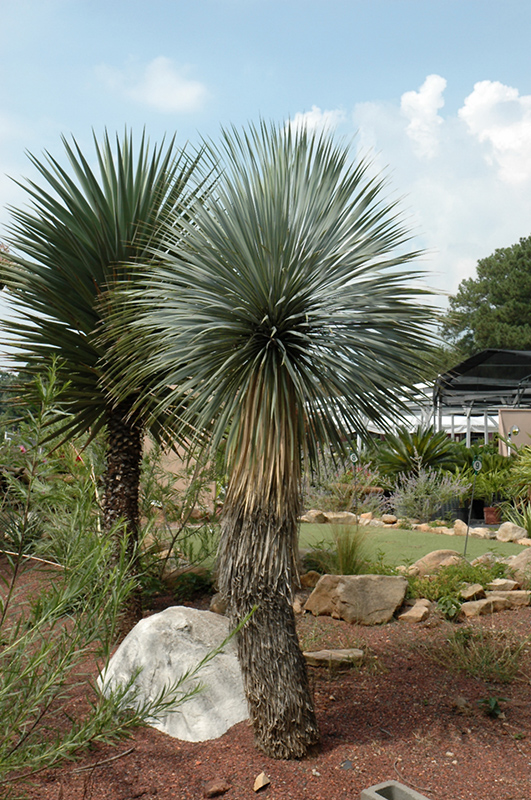 Beaked Yucca (tree form) (Yucca rostrata (tree form)) at Roger's Gardens