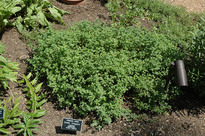 Greek Oregano (Origanum onites) at Roger's Gardens