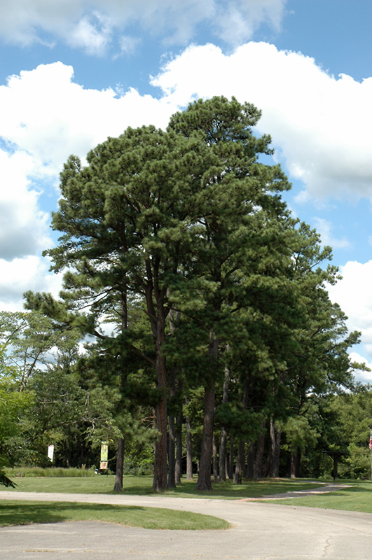 Austrian Pine (Pinus nigra) at Roger's Gardens