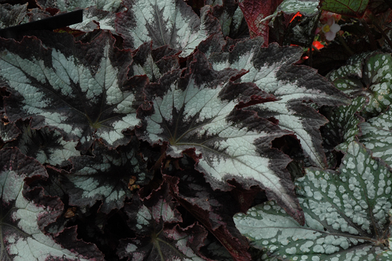 Jurassic Silver Point Begonia (Begonia 'Jurassic Silver Point') at Roger's Gardens