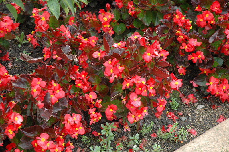 BabyWing Red Begonia (Begonia 'BabyWing Red') at Roger's Gardens
