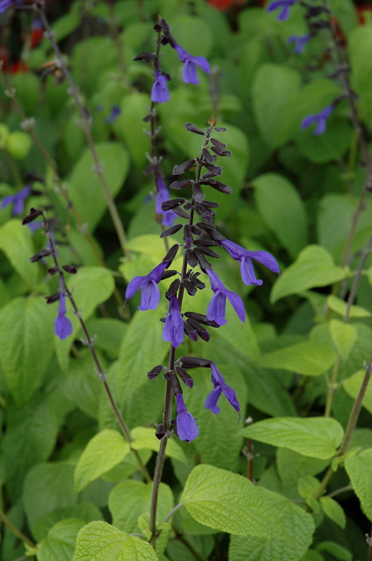 Black And Bloom Sage (Salvia guaranitica 'Black And Bloom') at Roger's Gardens