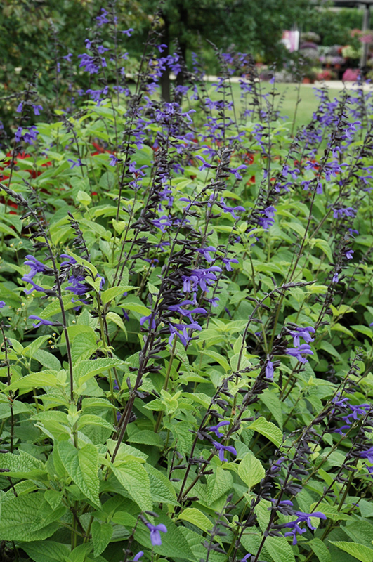Black And Bloom Sage (Salvia guaranitica 'Black And Bloom') at Roger's Gardens