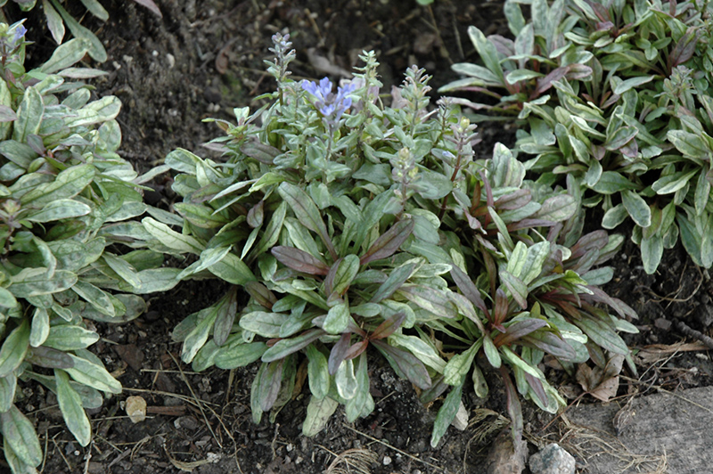 Dixie Chip Bugleweed (Ajuga 'Dixie Chip') at Roger's Gardens