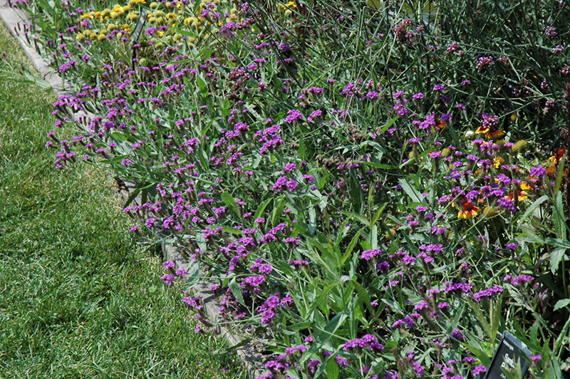 Santos Purple Verbena (Verbena rigida 'Santos Purple') at Roger's Gardens