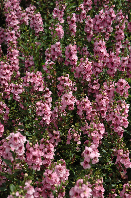 Serenita Pink Angelonia (Angelonia angustifolia 'Serenita Pink') at Roger's Gardens