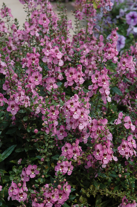 Archangel Orchid Pink Angelonia (Angelonia angustifolia 'Archangel Orchid Pink') at Roger's Gardens