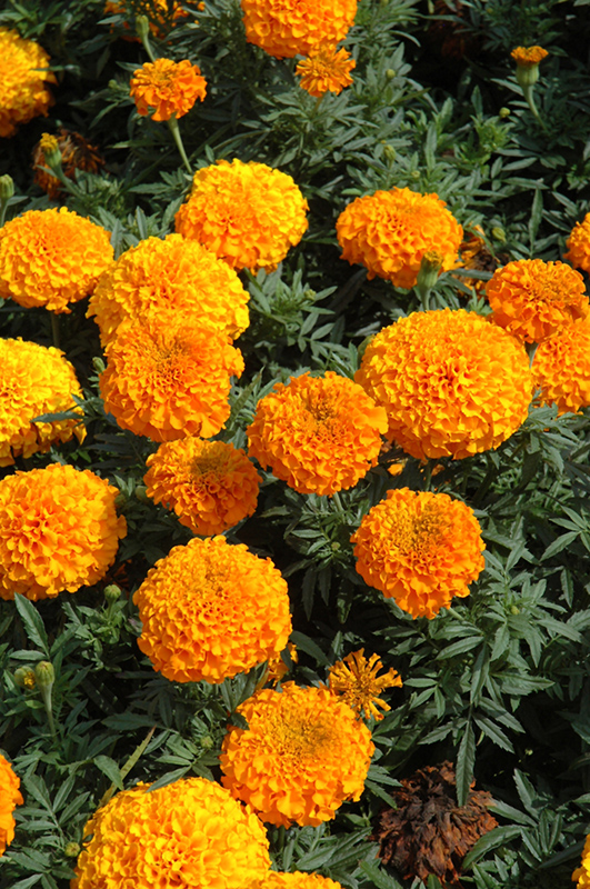 Perfection Orange Marigold (Tagetes erecta 'Perfection Orange') at Roger's Gardens