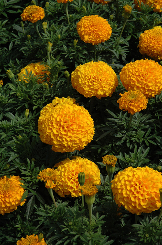 Perfection Gold Marigold (Tagetes erecta 'Perfection Gold') at Roger's Gardens
