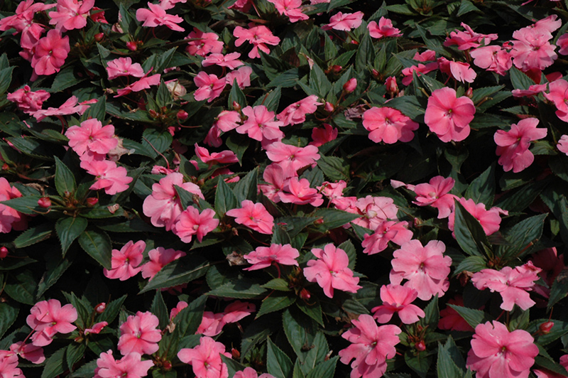 SunPatiens Compact Pink New Guinea Impatiens (Impatiens 'SunPatiens Compact Pink') at Roger's Gardens