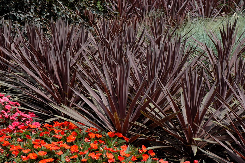Red Sensation Grass Palm (Cordyline australis 'Red Sensation') at Roger's Gardens