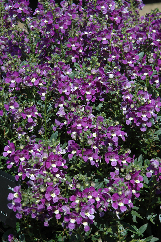 Alonia Big Violet Angelonia (Angelonia angustifolia 'Alonia Big Violet') at Roger's Gardens