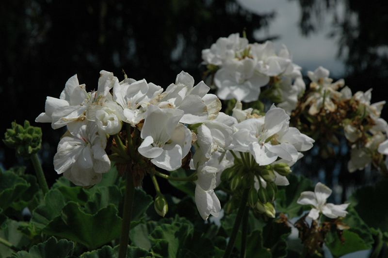 Allure White Geranium (Pelargonium 'Allure White') at Roger's Gardens