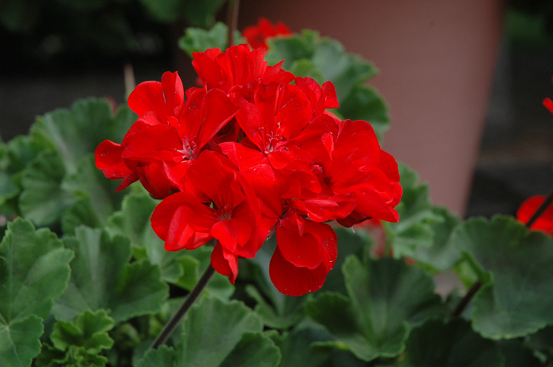 Tango Dark Red Geranium (Pelargonium 'Tango Dark Red') at Roger's Gardens