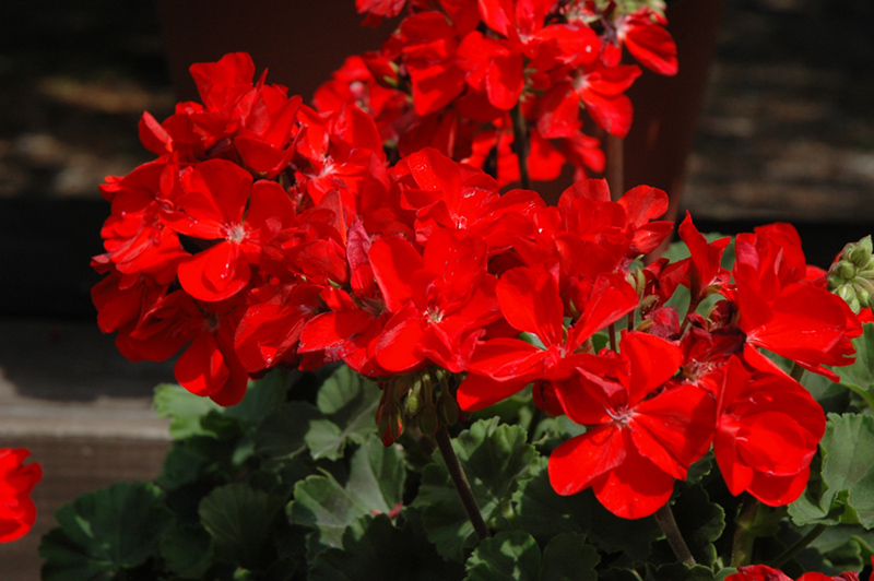 Tango Red Geranium (Pelargonium 'Tango Red') at Roger's Gardens