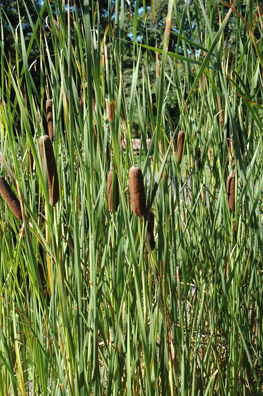 Narrowleaf Cattail (Typha angustifolia) at Roger's Gardens